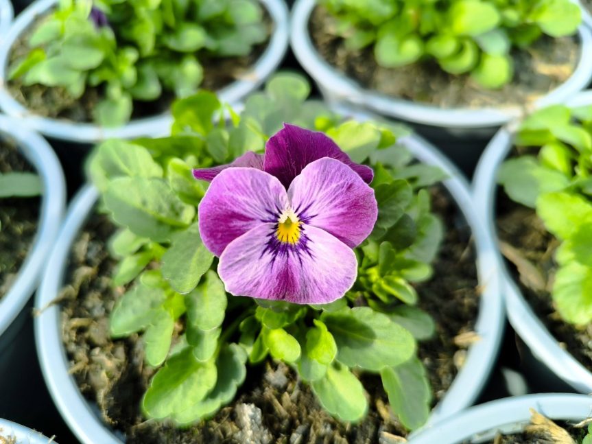 Březnové Novoměstské farmářské trhy přivítají první jarní poklady